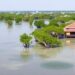 Rising Sea Levels Threaten Mangroves, Risking Carbon Release — Athmospheric