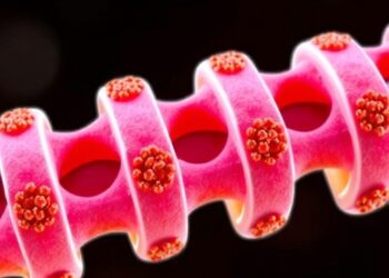 Rras2–BMPR2 Loop Drives Bone Growth, Targets Osteoporosis — Medicine