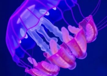 Scientists Unlock How Jellyfish Heal Wounds in Minutes — Biology