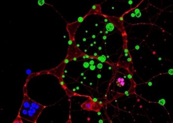Single-Cell Sequencing Uncovers Burkitt Lymphoma Evolution — Medicine