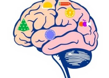 Teenage Brain Development Influenced by Early Diet, Swansea Review Reveals — Social Science