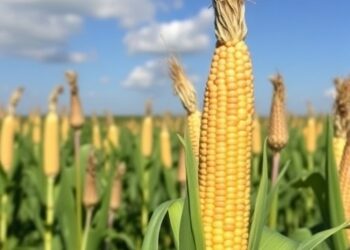 Teosinte Alleles Boost Maize Nitrogen and Protein — Medicine