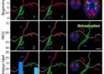 Trigger-Day hCG Impacts DNA Methylation, Neurodevelopment — Medicine