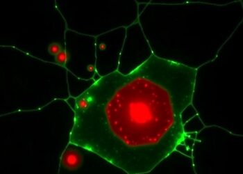 Tuberculosis Exploits IDH-PPARγ to Trigger Macrophage Ferroptosis — Medicine