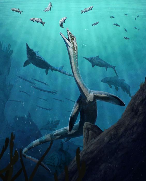 Reconstruction of Austronaga minuta