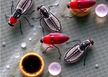 Cross-Stage, Cross-Species Malaria CD8+ T Cell Antigens Identified — Medicine
