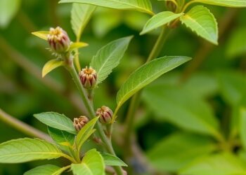 Enzymes reveal homoharringtonine’s full plant pathway. — Medicine