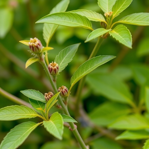 Enzymes reveal homoharringtonine’s full plant pathway. — Medicine