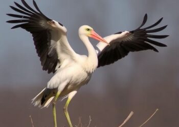 Extreme Weather Threatens White Stork Survival in Bulgaria, Study Finds — Biology