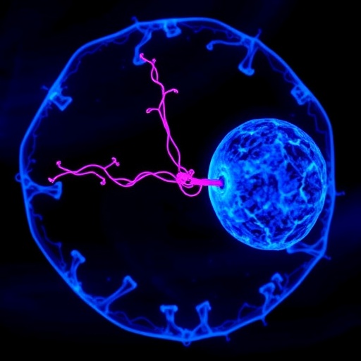 Final Breakthrough from Dr. Kathryn Anderson’s Lab: How Embryo Signals Direct Cell Fate — Biology