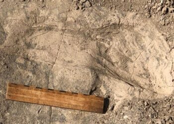 Fossil Footprints Reveal Body Size and Group Behavior of 1.4-Million-Year-Old