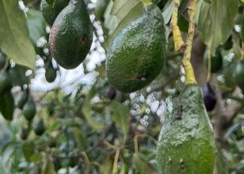 Genetically distinct Nicaraguan avocados reveal South American transport thousands of