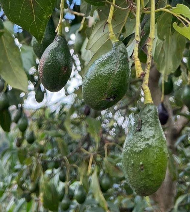Genetically distinct Nicaraguan avocados reveal South American transport thousands of