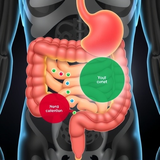 Nutrient Absorption Zones in Small Intestine Explained — Cancer