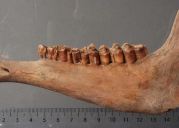 Sheep Teeth Reveal Life in Medieval Kazakhstan Through Dental Evidence