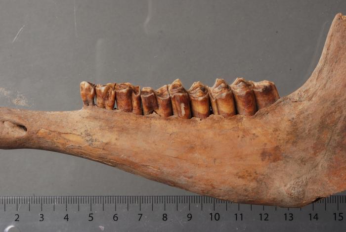 Sheep Teeth Reveal Life in Medieval Kazakhstan Through Dental Evidence