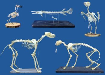 A practical and safe alternative method for skeletal cleaning for museum specimens using superworms (Zophobas morio)