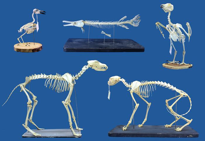 A practical and safe alternative method for skeletal cleaning for museum specimens using superworms (Zophobas morio)