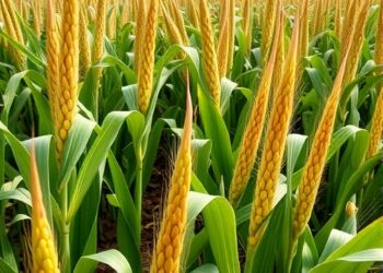 Targeted adaptations reduce flowering heat-drought in China’s maize.