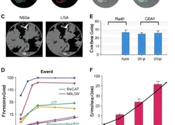 Wnt Signaling Fuels Stemness in SMARCA4-Deficient Tumors — Medicine