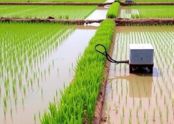 Adaptive Grid-Scale Irrigation System Enhances Rice Yields Amid Climate Swings
