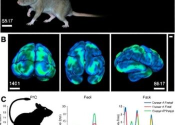 Adolescent 25C-NBOMe exposure in rats causes enduring avoidance via disrupted hippocampal–prefrontal synchrony