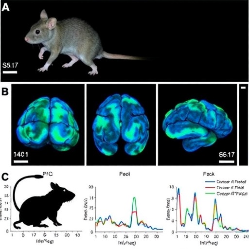 Adolescent 25C-NBOMe exposure in rats causes enduring avoidance via disrupted hippocampal–prefrontal synchrony
