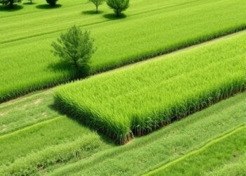 Agri-environmental Policies Boost Cropland Quality Globally