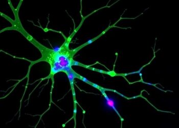 Alpha-synuclein Aggregates Differentially Alter Electrophysiology of SNpc and VTA Neurons
