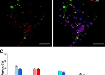 APCDd1 Identified as Highly Specific Marker for Ventral Midbrain Dopaminergic Progenitors