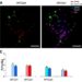 APCDd1 Identified as Highly Specific Marker for Ventral Midbrain Dopaminergic Progenitors