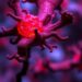 APOBEC3 deficiency reshapes macrophage lipid metabolism, boosting anti-tumor immunity