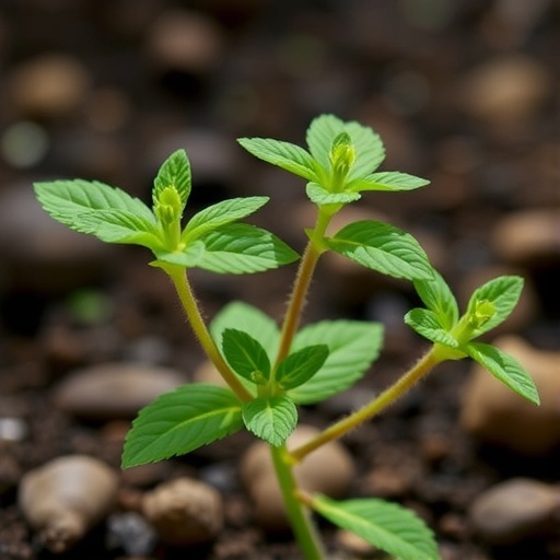 Arabidopsis Researchers Map N1-methyladenosine mRNA Methylation