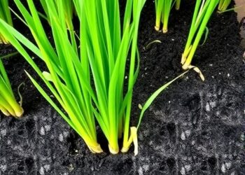 Biochar Enhances Rice Straw for Improving Salty Soil Farming