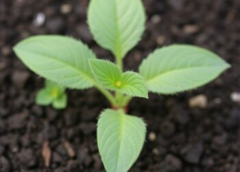 Biochar’s impact on soil carbon varies with soil type