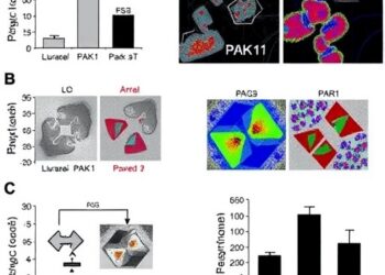 Blocking PAK1 enhances ovarian cancer response to PARP inhibitors