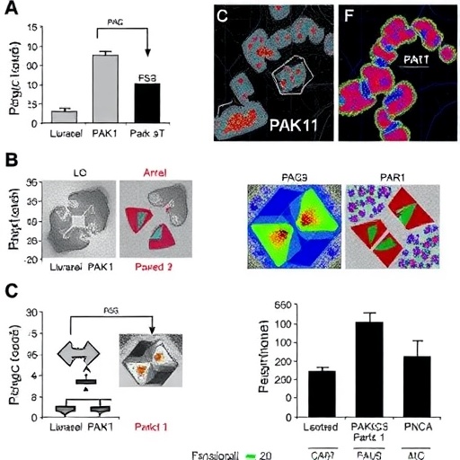 Blocking PAK1 enhances ovarian cancer response to PARP inhibitors