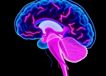 Brain Circuit Between Dentate Gyrus and Cortex Controls Bone Healing in Mice