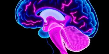 Brain Circuit Between Dentate Gyrus and Cortex Controls Bone Healing in Mice