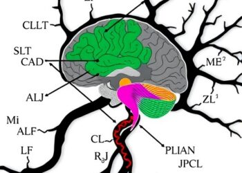 Calcineurin/NFAT Pathway Links Calcium Stress to Neurodegeneration Timing