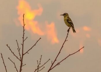 Canadian Wildfire Smoke Reduces Bird Sightings Across New York State