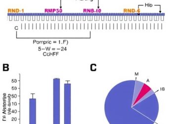 CCHFV Polymerase Enables RNA Synthesis and Shows Substrate Analog Inhibition