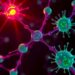 Cell Junction Proteins Control Stem Cells Through a New Tissue Homeostasis Mechanism