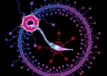 circRNA regulatory loops control sperm apoptosis signaling by switching survival