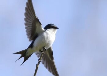 Climate Change Threatens Northern Tree Swallow Populations Most