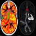 CODAvision enables fast, user-friendly customizable medical image segmentation
