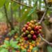 Coffee creates fungal spillover from fields to forests in Costa Rica