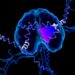 Conformations of Neuronal Na+, K+-ATPase Isoforms and a Disease-Causing Variant