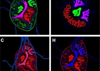 Correction: NLRP3 pyroptosis worsens mouse cardiac hypertrophy; irisin is protective