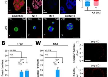 Correction: Positive TKT–c-Myc loop promotes TACE resistance in hepatocellular carcinoma
